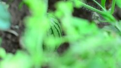 watermelon Stock Footage