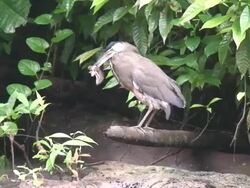 Tigrisoma fasciatum and fish Stock Footage