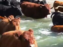 Close-up of cattle herd quickly crossing river Stock Footage