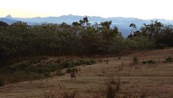 Wild Kangaroos at Lamington National Park, Queensland, Australia Stock Footage