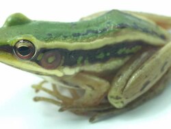 Frog Stock Footage
