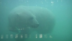 The Alaska Zoo is expanding its polar bear exhibit and building a Polar Bear Transition Center to help polar bears that become orphaned as cubs learn how to survive in the wild. (May 27) News Clip