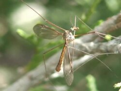 Daddy long legs Stock Footage