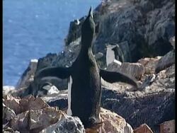 MS Chinstrap penguin, Pygoscelis antarcticus, calling out and flapping wings, Antarctica Stock Footage