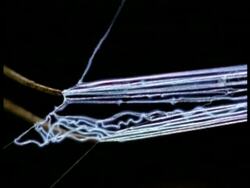 Net-casting Spider (Dinopis) - CU track right across legs holding stretched out silk net, Australia Stock Footage