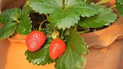 strawberry in nature Stock Footage