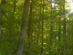 HD Forest in the Sunlight Tracking Shot Stock Footage
