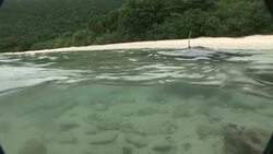 A turtle swims along the sandy bed of the Mekong River. Stock Footage