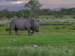 Black Rhino in the Etosha National Park Stock Footage