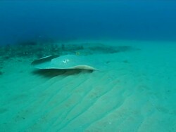 WS Shot of Honeycomb stingray lying on sea floor with butterfly fish cleaning it and a school of snappers swimming / Matola, Maputo, Mozambique Stock Footage