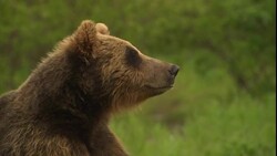 A bear pants with its tongue hanging out of its mouth. Stock Footage
