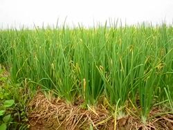 Agriculture organic green onion field Stock Footage