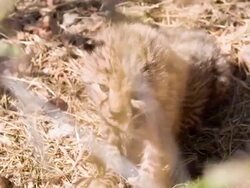 MS Cheetah Cub Stock Footage