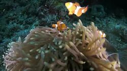 Clownfish swimming happy underwater Stock Footage