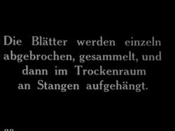 The cultivation of tobacco Stock Footage