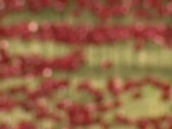 Poppy World War 1 memorial at the Tower of London News Clip