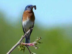 WS Male eastern bluebird perching with caterpillar in mouth / Tweed, Ontario, Canada Stock Footage