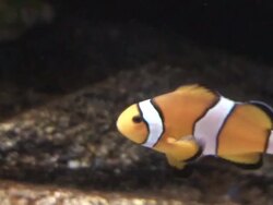 Clown Fish Stock Footage
