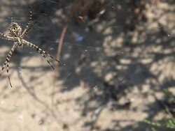 HD: Spider Stock Footage