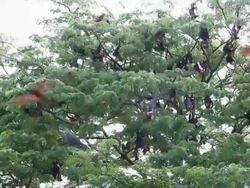 Flying foxes Stock Footage