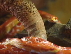 Snake Stock Footage