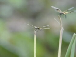 Dragonfly Stock Footage