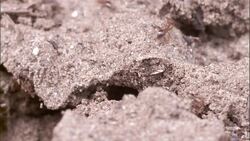 Ants scurry around their nest. Stock Footage