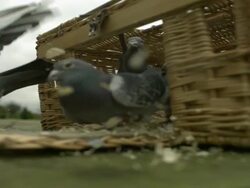 SLO MO pigeons (Columba livia) fly out of basket, UK Stock Footage