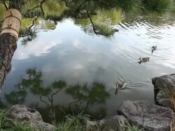 WS View of of Ducks passing on lake in Kiyosumi Gardens / okyo, Japan Stock Footage