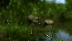 A dragonfly clings to a stem then flies away. Stock Footage