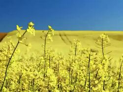 Oilseed Rape Stock Footage
