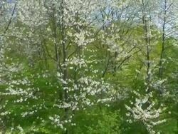 AERIAL Blooming trees in a spring forest Stock Footage
