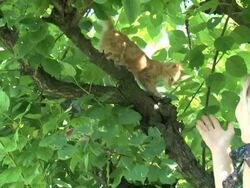 Saving my kitten on the tree Stock Footage