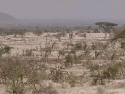 WS Herd of elephants moving through dry landscape / Tanzania Stock Footage