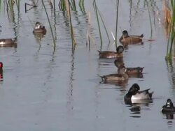 Ringnecked Ducks in a Wetlands Stock Footage