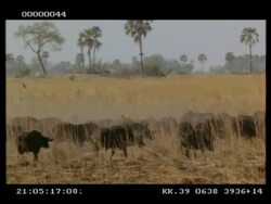 Buffalo herd walking through long grass, MS, Botswana Stock Footage
