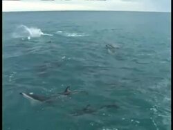 Dusky Dolphins - pov boat, MS large group in water, dolphins jump into air, group swims out to sea away from camera. Play. Skill. Happy Stock Footage