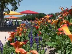 WS People siting under tree in park / Koblenz, Rhineland-Palatinate, Germany Stock Footage
