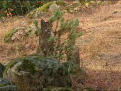 Lynx (Lynx lynx) looking up, alert, Andalucia, Spain Stock Footage