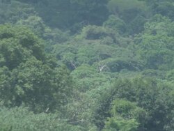 WS View of trees in tropical forest / Buikwe, Uganda Stock Footage