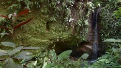 Small waterfall in tropical rainforest in the Ecuadorian Amazon Stock Footage