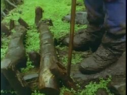 CU feet walking over log walkway in wet jungle, Uganda, Africa Stock Footage