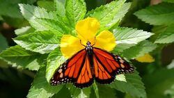 Monarch Butterfly Pollinates Flower Then Takes Flight, Close-up HD Stock Footage