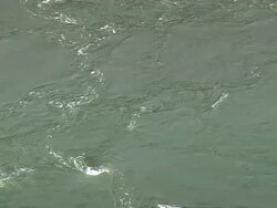 WS ARIEAL View of Seals swimming in reversing falls water / Maine, United States Stock Footage