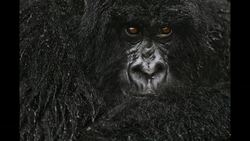 Frans Lanting: Photos that give voice to the animal kingdom Instructional Video