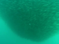 Sardine Run Sardines, sharks, dolphins into school, South Africa  Stock Footage