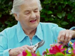 ELDERLY WOMAN TRIMMING FLOWER GARDEN Stock Footage