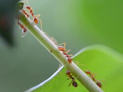 Red ant Stock Footage