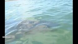 Great White Shark off a shark diving boat News Clip