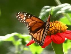 Butterfly Closeup Stock Footage